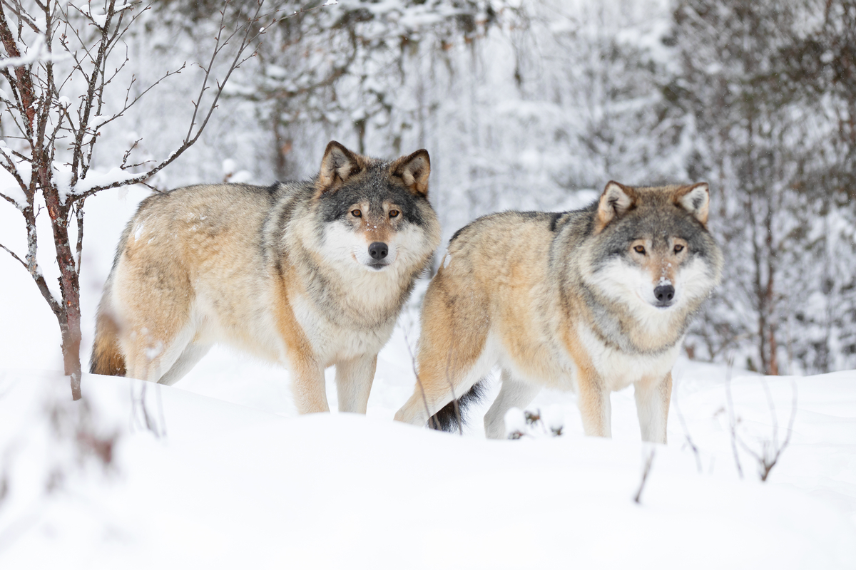 Hunting wolves